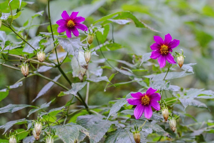 Dahlia cf. tenuicaulis CEH 2324