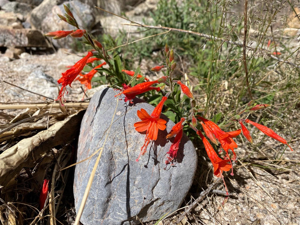 Epilobium (Syn. Zauschneria) canum CEH 2267