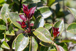 Ilex cf. pringlei CEH 2351
