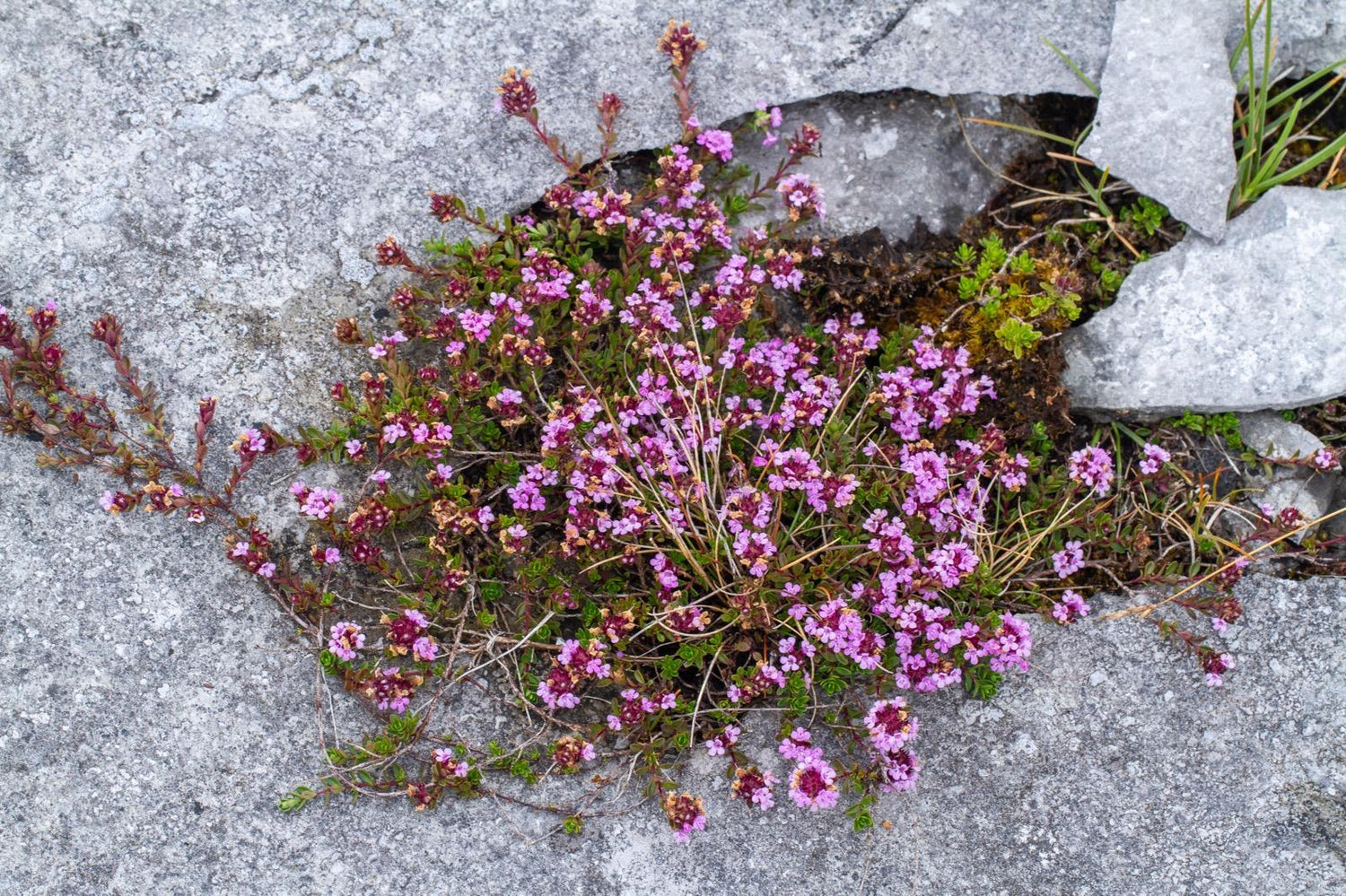 Thymus praecox subsp. brittanica CEH 2813