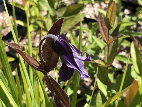 Clematis - Integrifolia Group seedlings