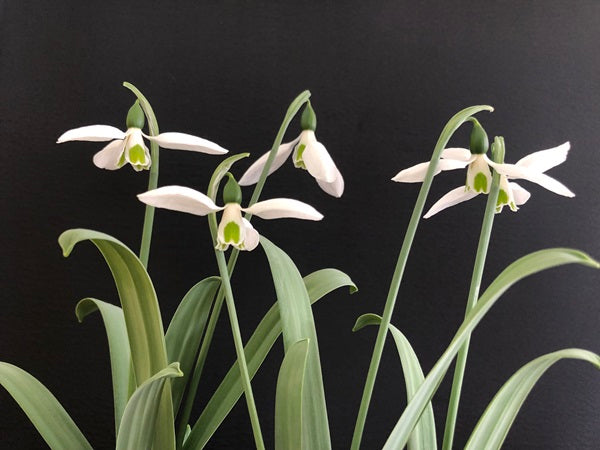 Snowdrop flowers of Galanthus elwesii var. monostictus