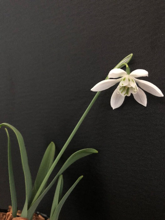 A flower stalk of the snowdrop Galanthus 'Godfrey Owen'