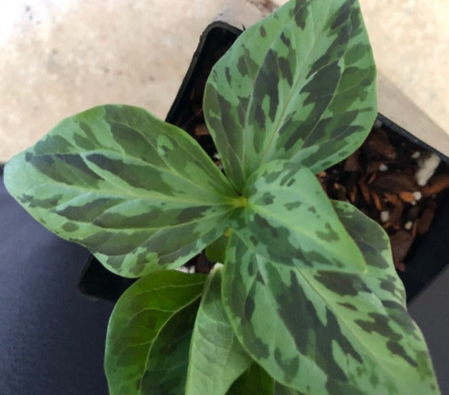 Trillium chloropetalum ex 'Volcano'