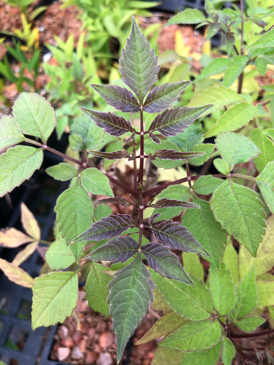 Dahlia cf. tenuicaulis CEH 2324