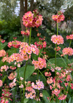 Primula "Bee's Knees Strain"