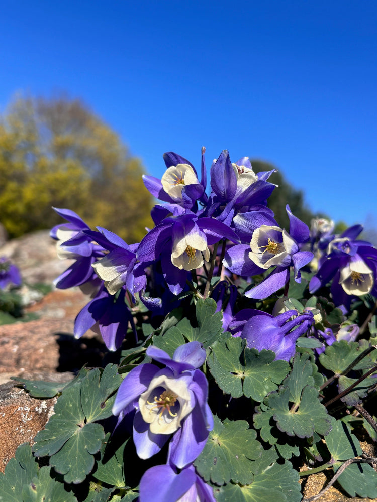 Aquilegia flabellata 'Nana'