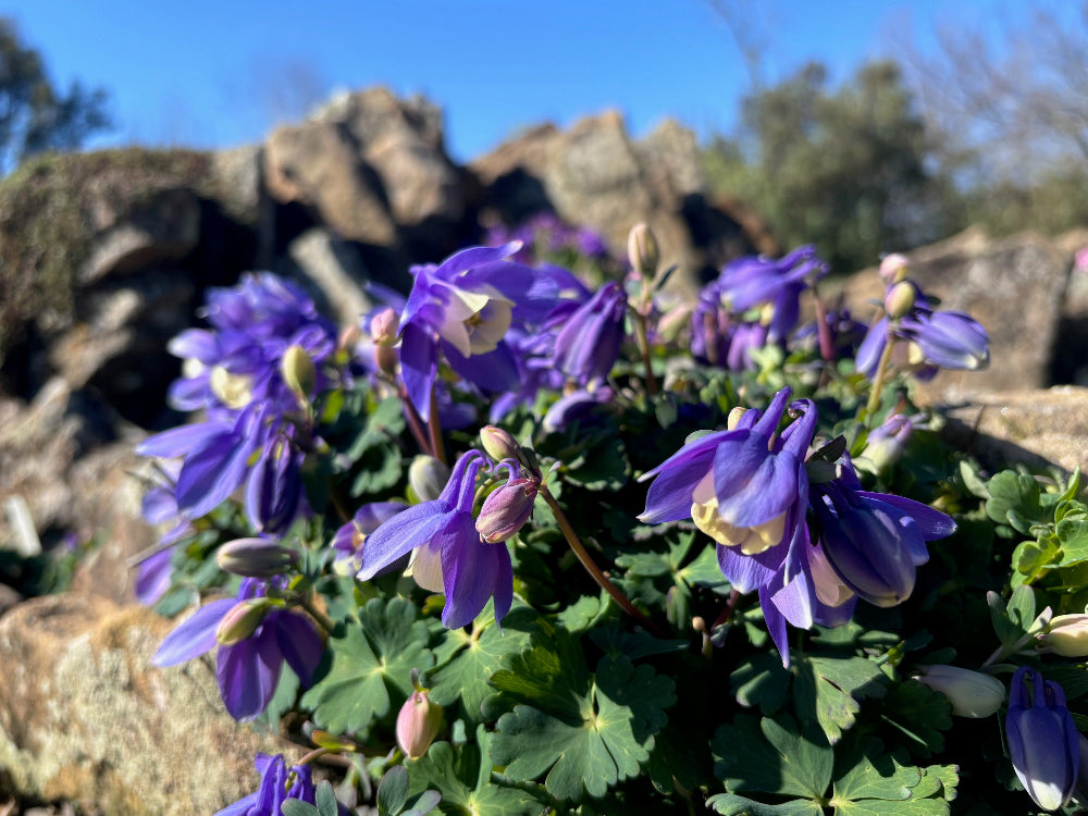 Aquilegia flabellata 'Nana'