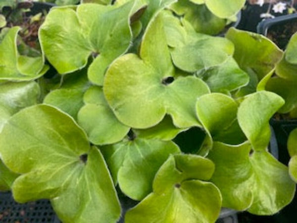 Green lobed leaves of Hepatica maxima