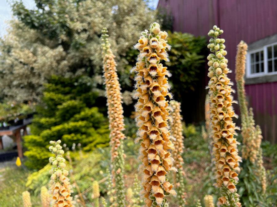 Digitalis schischkinii (syn. D. ferruginea subsp. schischkinii)