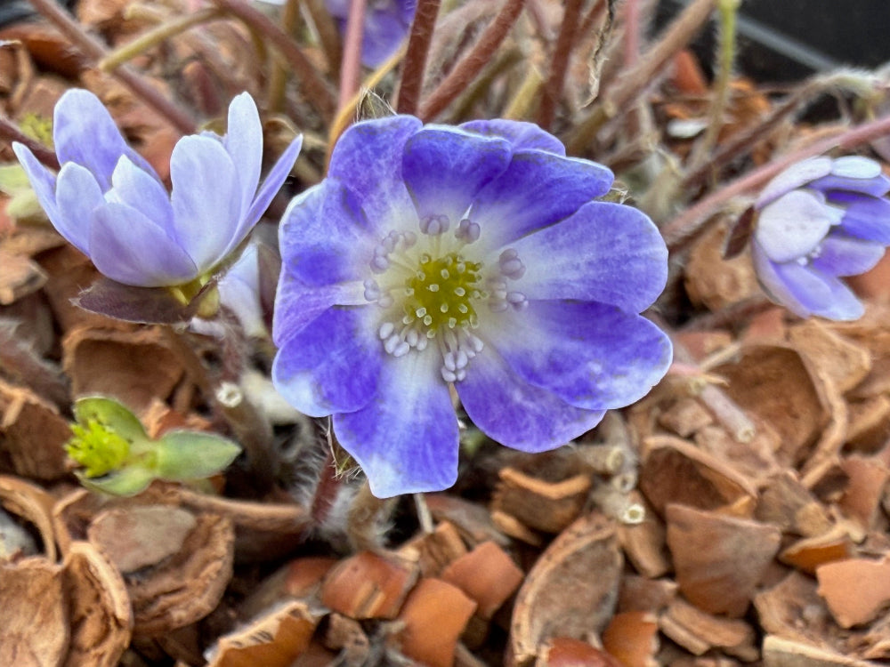 Hepatica nobilis var. japonica - Large purple, white eye