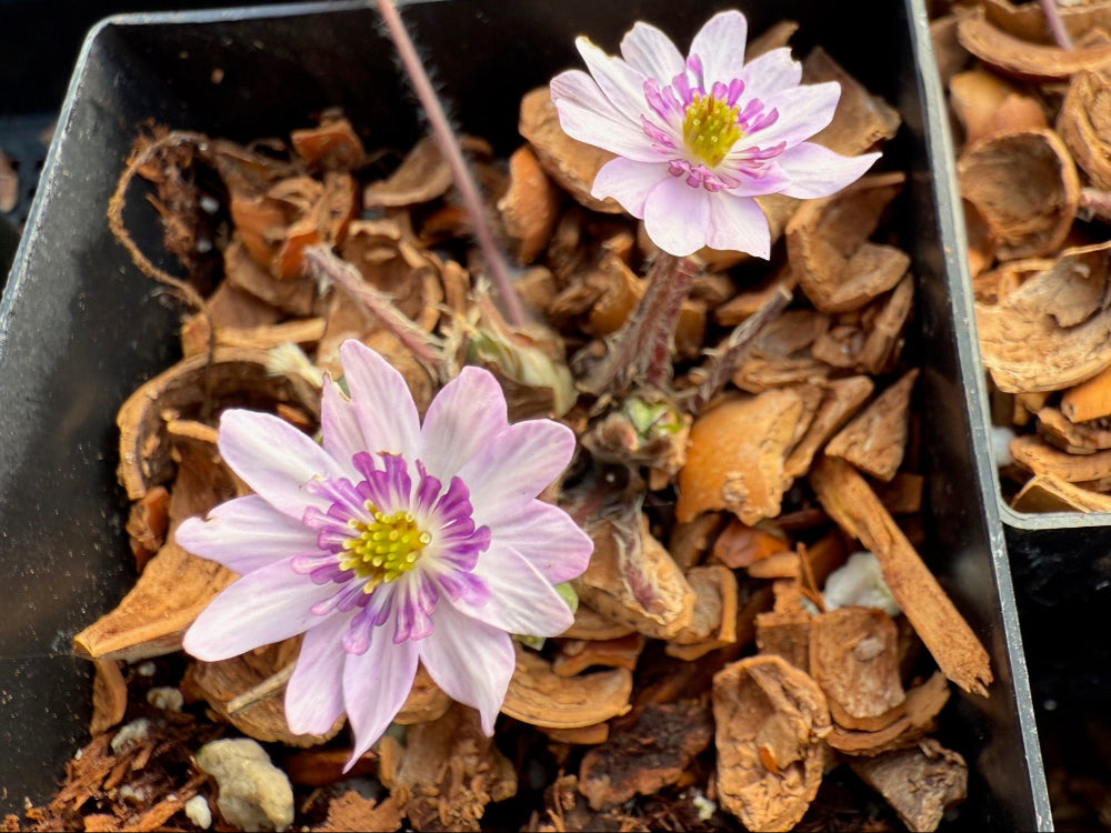 Hepatica nobilis var. japonica - Pink, Dark anthers, Extra Petals, Good Foliage