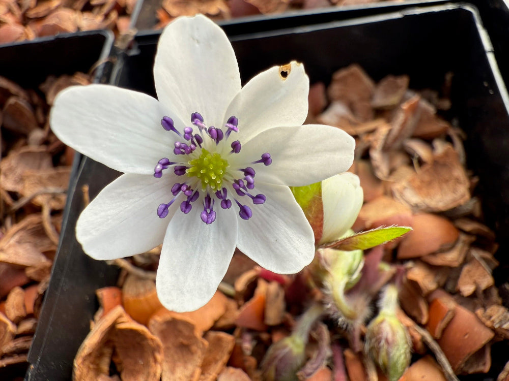 Hepatica nobilis var. japonica - White, Purple anthers, Good foliage