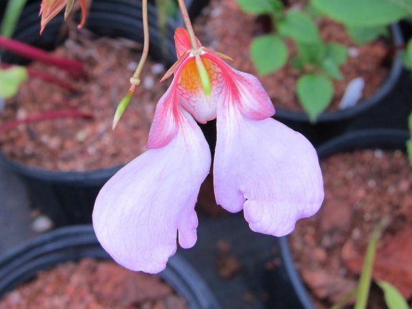 Impatiens flanaganae