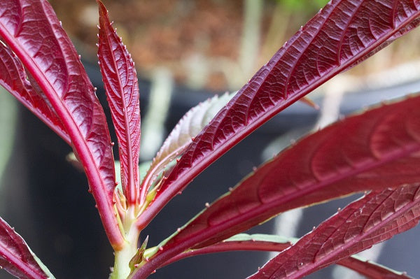 Impatiens balansae