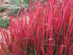 Imperata cylindrica 'Rubra'