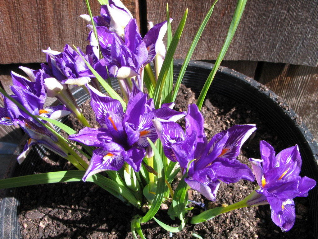 Purple flowers of Iris barbatula ex Yunnan in a pot
