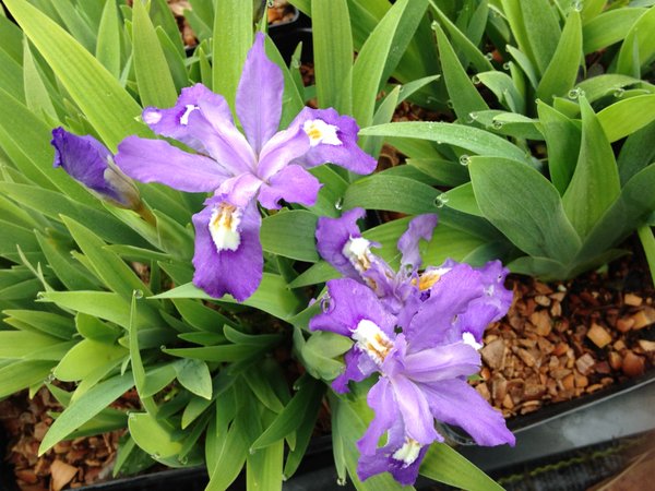 Iris cristata 'Abbey's Violet'