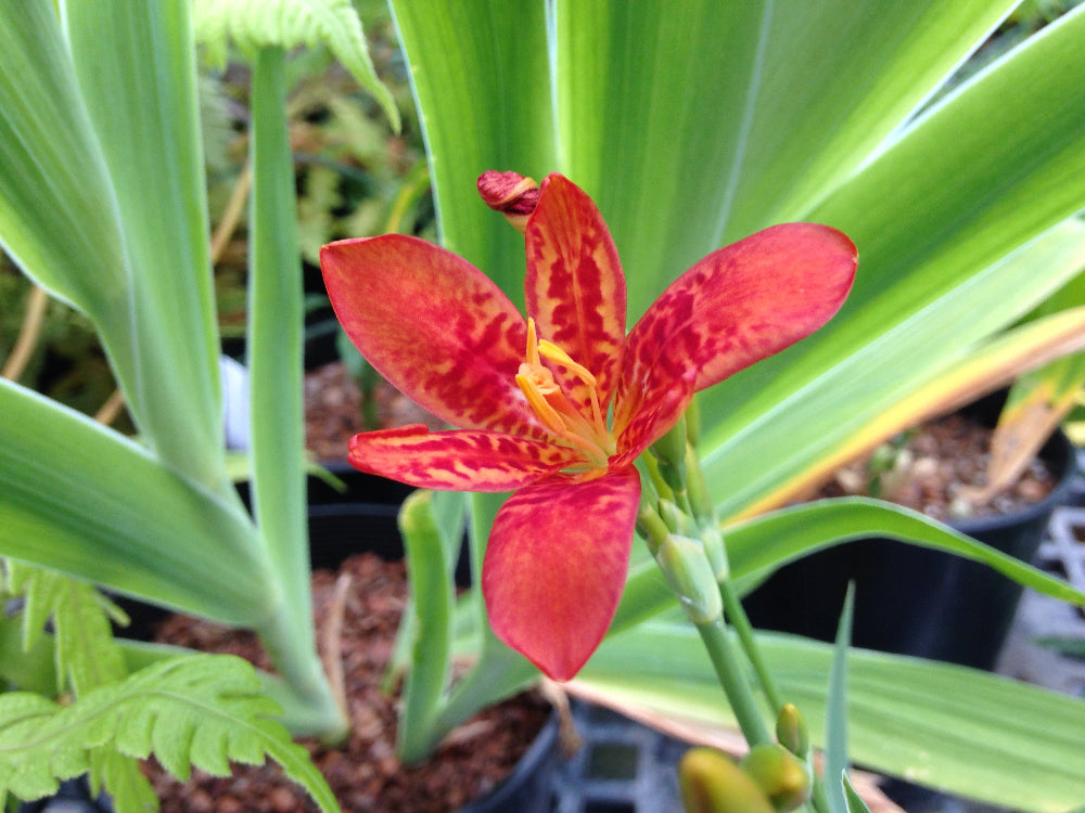 lily iris flower Iris domestica (syn. Belamcanda chinensis) MD 15-98 – Far Reaches Farm