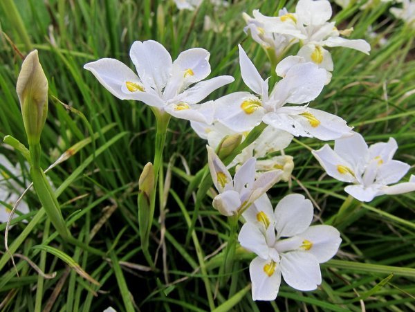 Iris dabashanense - Clone