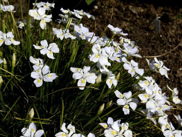 Iris dabashanense - Clone