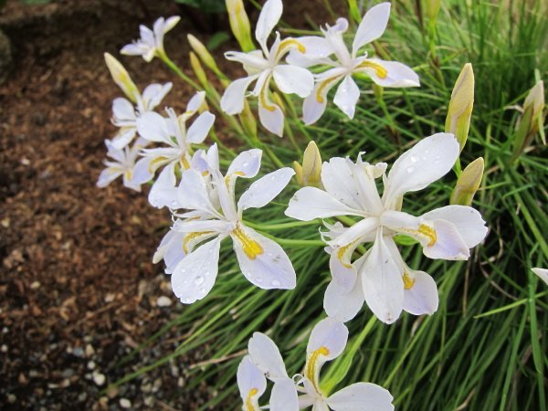 Iris dabashanense - Clone
