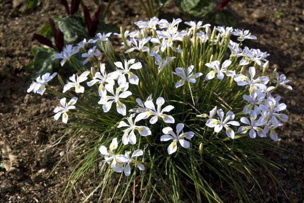 Iris dabashanense - Clone