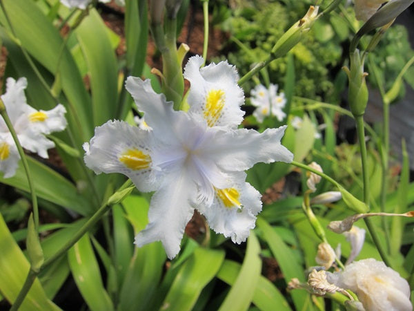 White and yellow flower of Iris 'Nada'