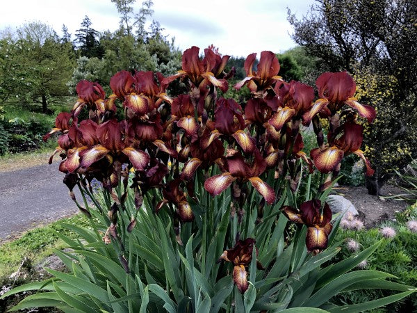 Iris 'Kent Pride'