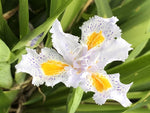 Iris japonica 'Eco Easter'