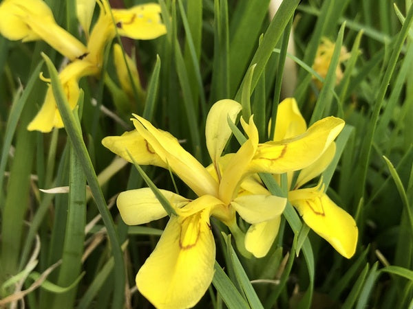 Iris koreana 'Firefly Shuffle'