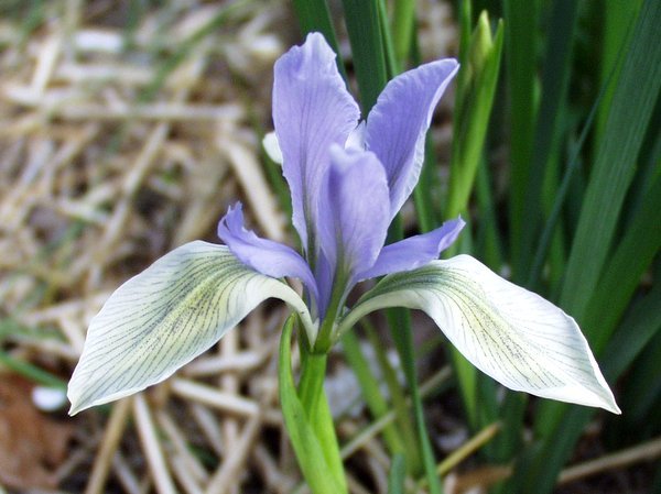 Iris lactea