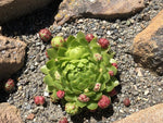 Jovibarba species - Linnaeus Form