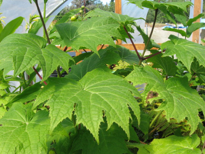 Kirengeshoma palmata