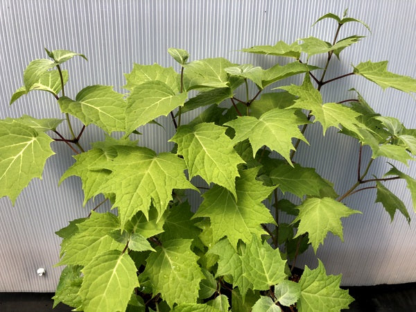 Kirengeshoma palmata - Quarry Hill Form