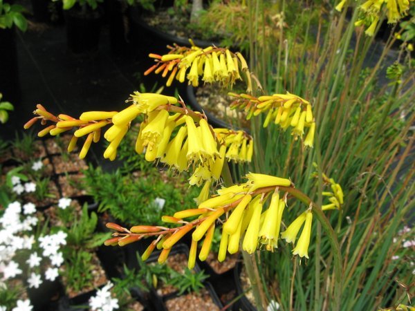 Kniphofia pauciflora