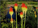 Kniphofia porphyrantha