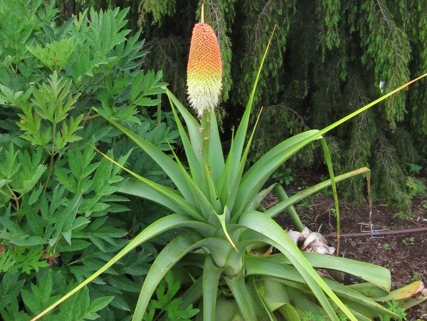 Kniphofia northiae