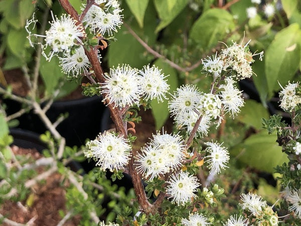 Kunzea badjaensis 'Badja Carpet' (Previously as K. capitata)
