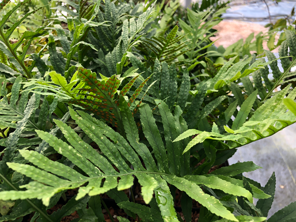 Large fronds of Polypodium cambricum 'Omnilacerum Superbum'