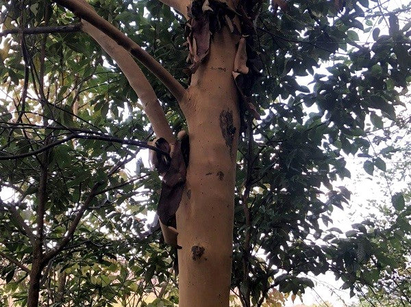 Huodendron tomentosum var. tomentosum NV 108