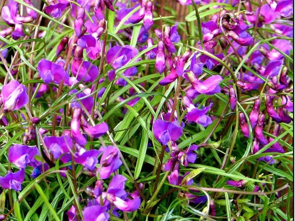 Lathyrus vernus - Narrow Leaf