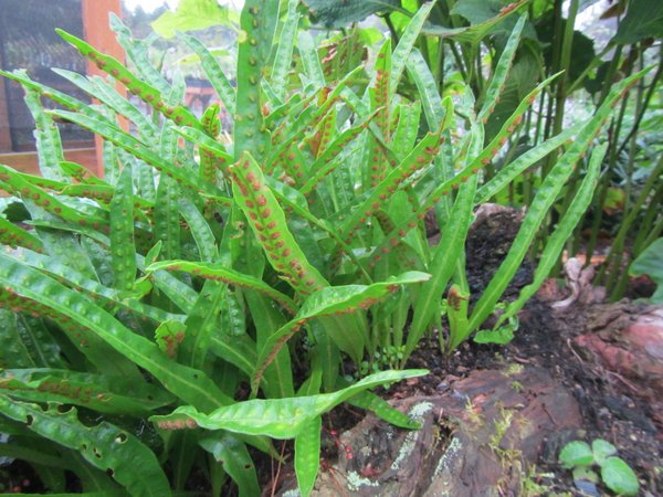 Long fronds of Lepisorus sp. MD06-256 with spore