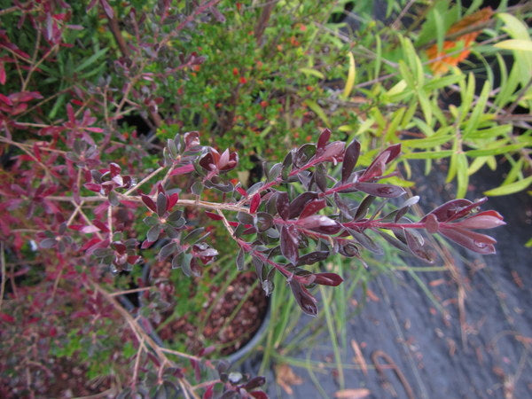 Leptospermum lanigerum Purple Leaf Form