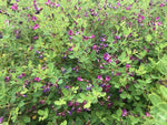 Lespedeza bicolor 'Yakushima'