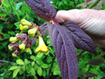 Leycesteria crocothyrsos NA 1265