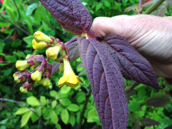 Leycesteria crocothyrsos NA 1265