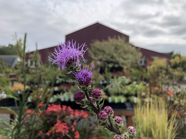 Liatris ligulistylis