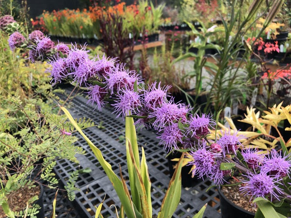 Liatris ligulistylis