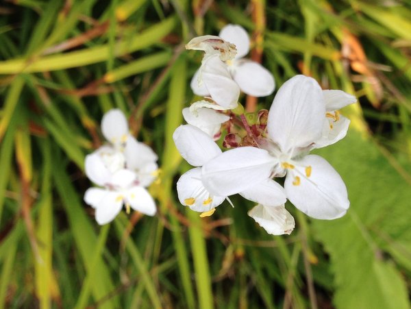 Libertia sp.-dwarf seedling Clone A